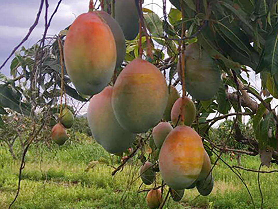 What The Blush Under The Mango Treeunder The Mango Tree