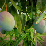 Carbon Sequestration in Mango Trees