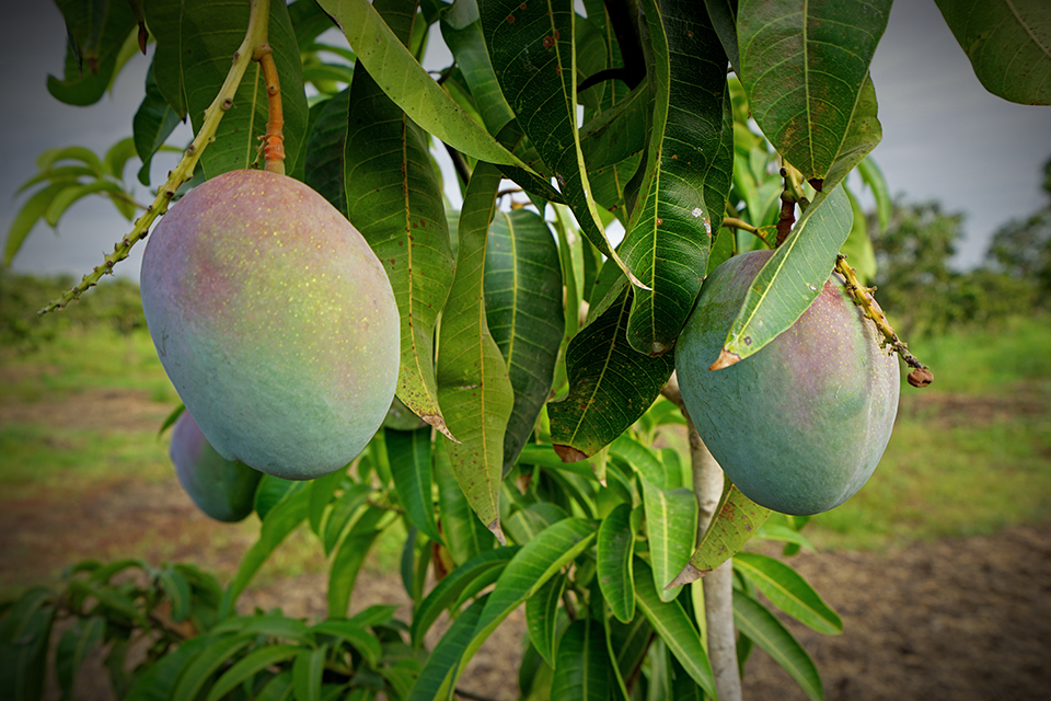 Carbon Sequestration in Mango Trees