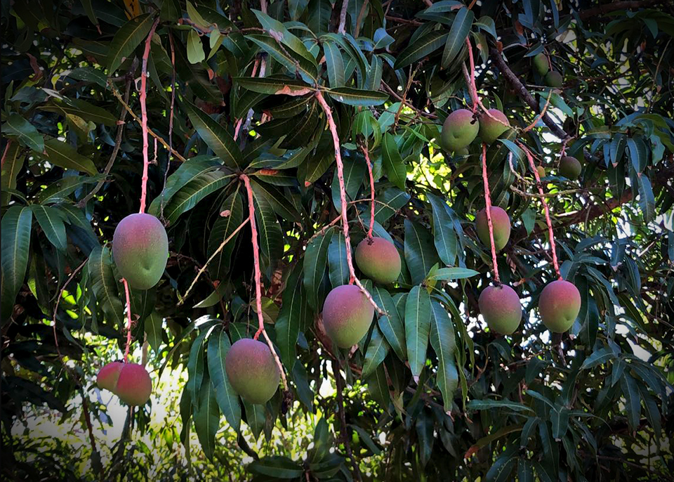 <a class="wonderplugin-gridgallery-posttitle-link" href="http://www.underthemangotree.crespoorganic.com/2019/03/07/copious-mexican-fruit-coming-soon/" target="_blank">Copious Mexican Fruit (Coming Soon)</a>