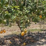 Imminent End for Mexican Mango Season