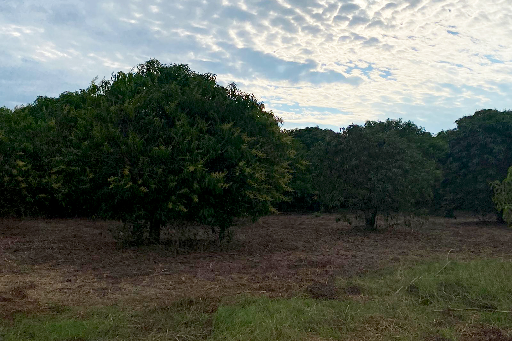 Chiapas Orchards- December 2020