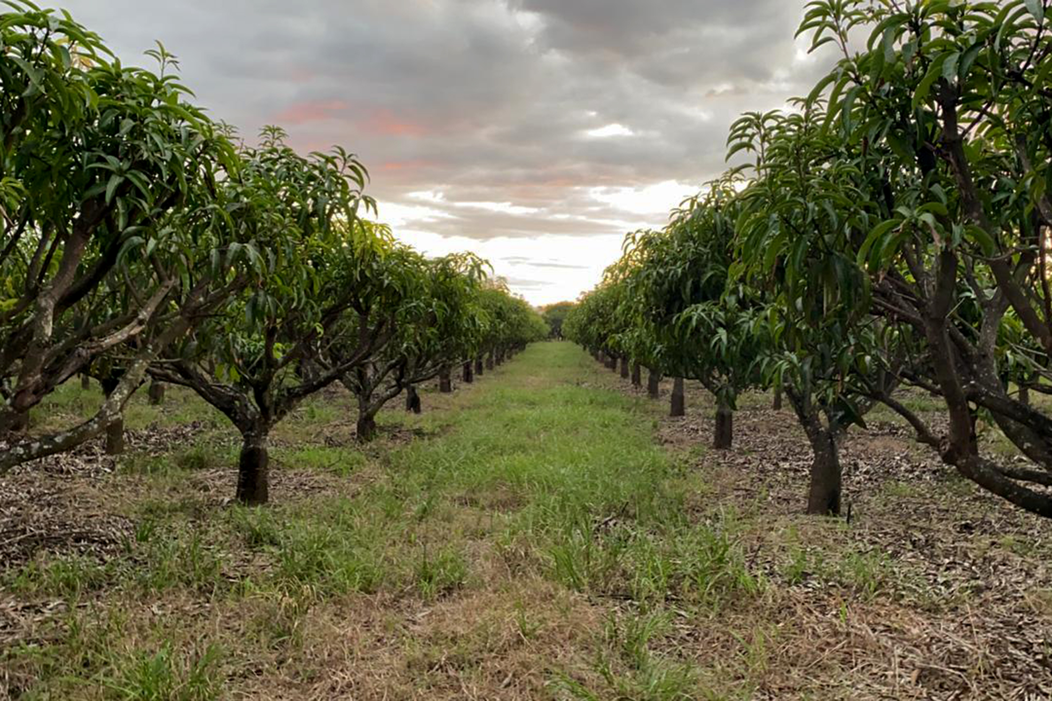 Chipas Orchards- December 2020