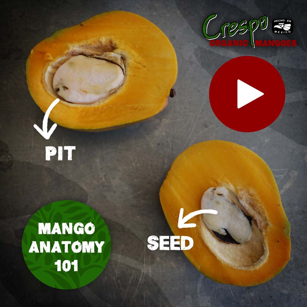 Mango-Anatomy-Educator-IG-02 copy