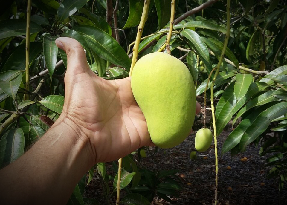 Mango Truths (Forecasting Summer)