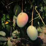 Overwhelming Demand Dominates Irregular Mexican Organic Mango Season