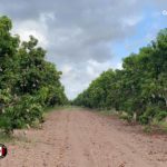 Mexican Mango Season Cessation Nears