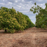 Mexican (Organic) Mango Crop Update